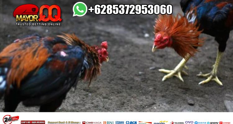Bandar Judi Online Sabung Ayam Terpercaya Indonesia - MayorQQ