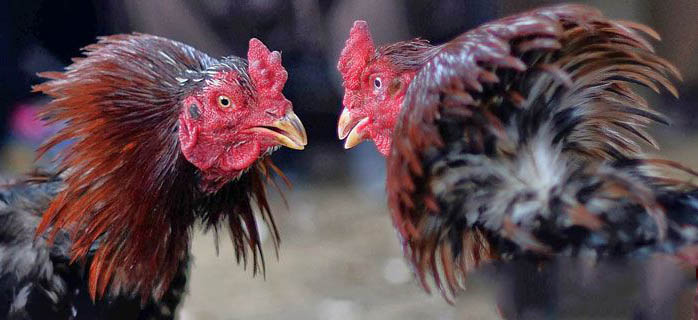 Ayam Sabung Ayam Yang Dilengkapi Dengan Pisau Membunuh Pemiliknya Setelah Menyayat Selangkangannya
